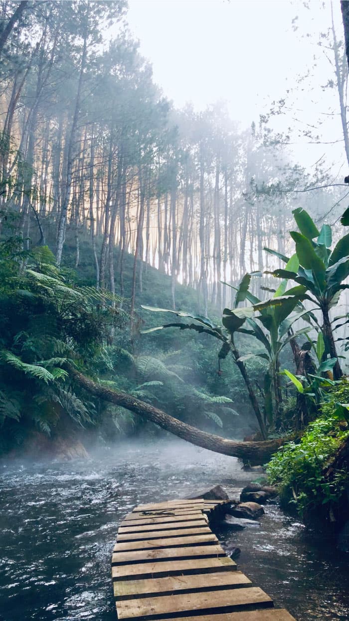Jungle Retreat